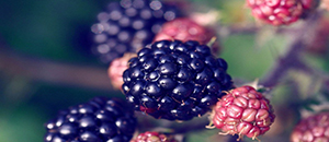 负离子释放涂料有利于果蔬贮藏保鲜