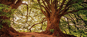 抗老化母粒农膜的设计和应用