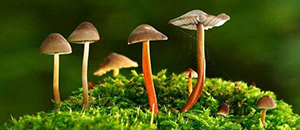 负离子释放涂料洁齿刷