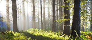 脉冲电场刺激负离子释放涂料