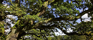 纳米硅橡胶填充功能母粒性能